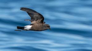 Image result for Oceanites oceanicus