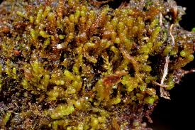 Attēlu rezultāti vaicājumam “Gymnocolea inflata”