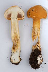 Attēlu rezultāti vaicājumam “Phaeolepiota aurea”