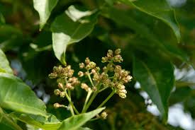 Attēlu rezultāti vaicājumam “Phellodendron amurense flower”