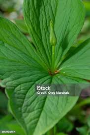 Attēlu rezultāti vaicājumam “Paris quadrifolia bud”