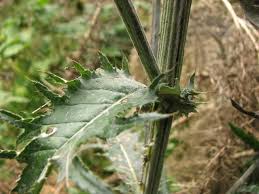 Attēlu rezultāti vaicājumam “Cirsium heterophyllum leaf”