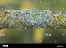 Attēlu rezultāti vaicājumam “Punctelia subrudecta”
