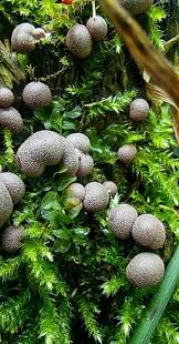 Attēlu rezultāti vaicājumam “Lycogala exiguum aggr. young”