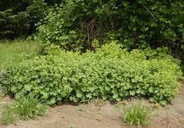 Image result for Alchemilla vulgaris