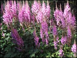 Attēlu rezultāti vaicājumam “Astilbe chinensis”