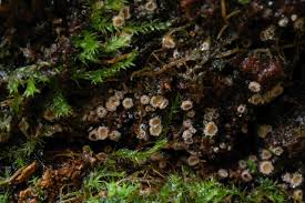 Attēlu rezultāti vaicājumam “Lachnum corticale”