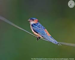 Image result for Cecropis daurica