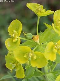 Attēlu rezultāti vaicājumam “Euphorbia virgata flower”