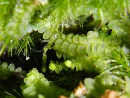 Attēlu rezultāti vaicājumam “Odontoschisma denudatum cells”