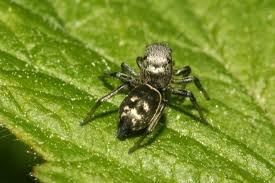 Attēlu rezultāti vaicājumam “Heliophanus sp.”