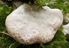 Attēlu rezultāti vaicājumam “Postia guttulata”