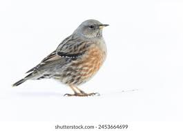 Image result for Prunella collaris