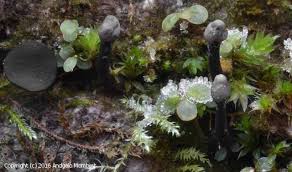Attēlu rezultāti vaicājumam “Holwaya mucida”