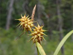 Attēlu rezultāti vaicājumam “Carex flava”