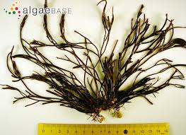 Attēlu rezultāti vaicājumam “Furcellaria lumbricalis”