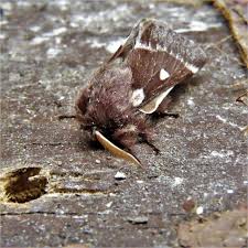 Attēlu rezultāti vaicājumam “Eriogaster lanestris”