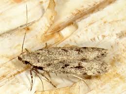 Attēlu rezultāti vaicājumam “Gelechia rhombella”