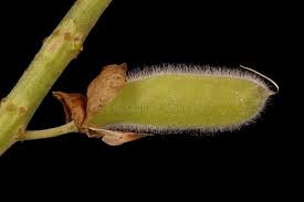 Attēlu rezultāti vaicājumam “Lupinus polyphyllus fruit”