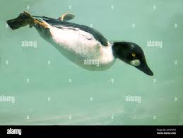 Attēlu rezultāti vaicājumam “Bucephala clangula male”