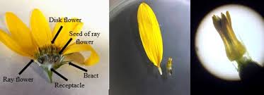 Attēlu rezultāti vaicājumam “Asteraceae”