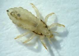 Attēlu rezultāti vaicājumam “Pediculus humanus capitis”