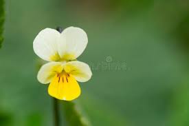 Attēlu rezultāti vaicājumam “Viola arvensis flower”