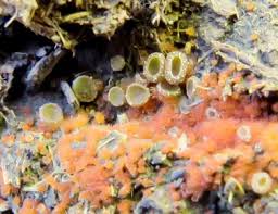 Attēlu rezultāti vaicājumam “Ascobolus furfuraceus”