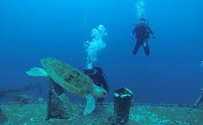 Image result for East Snorkellers