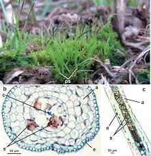Attēlu rezultāti vaicājumam “Didymodon rigidulus sporophyte”