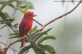 Image result for Piranga rubra