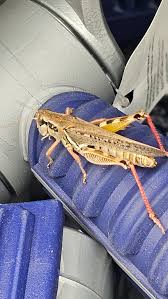 Attēlu rezultāti vaicājumam “Neocudoniella albiceps”