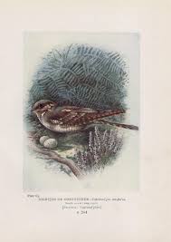 Attēlu rezultāti vaicājumam “Caprimulgus europaeus egg”