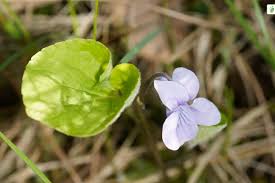 Attēlu rezultāti vaicājumam “Viola epipsila”