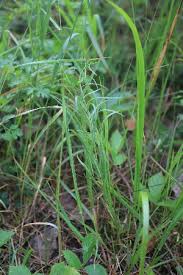 Attēlu rezultāti vaicājumam “Thesium ebracteatum”