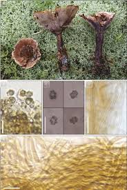 Attēlu rezultāti vaicājumam “Hydnellum sp.”