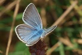 Attēlu rezultāti vaicājumam “Agrodiaetus damon underside”