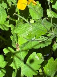 Attēlu rezultāti vaicājumam “Chelidonium majus leaf”
