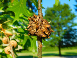 Attēlu rezultāti vaicājumam “gall”