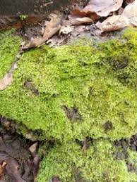 Attēlu rezultāti vaicājumam “Taxiphyllum wissgrillii”