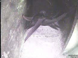 Image result for Bristol Swifts