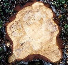 Attēlu rezultāti vaicājumam “Heterobasidion annosum”