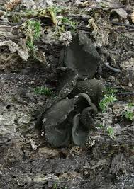 Attēlu rezultāti vaicājumam “Ionomidotis irregularis”