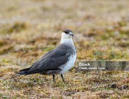 Attēlu rezultāti vaicājumam “Stercorarius parasiticus”