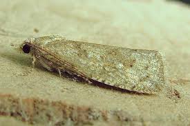 Attēlu rezultāti vaicājumam “Epiblema grandaevana”