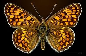 Attēlu rezultāti vaicājumam “Melitaea phoebe”