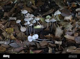 Attēlu rezultāti vaicājumam “Mycena zephirus”