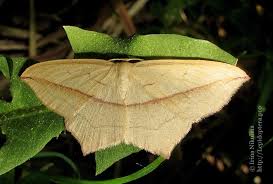 Attēlu rezultāti vaicājumam “Timandra comae”