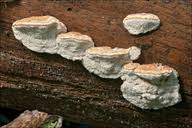 Attēlu rezultāti vaicājumam “Leptoporus mollis”