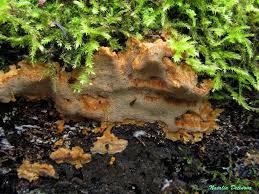 Attēlu rezultāti vaicājumam “Rigidoporus crocatus”